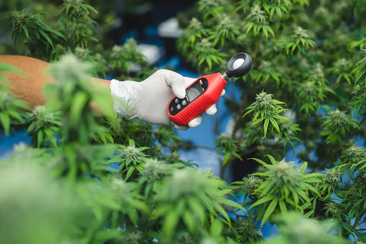 An Overview of Australia’s legal marijuana industry
